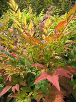 Nandina domestica Gulf Stream - Heiliger Bambus Gulf Stream